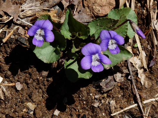 {Viola hirsutula}